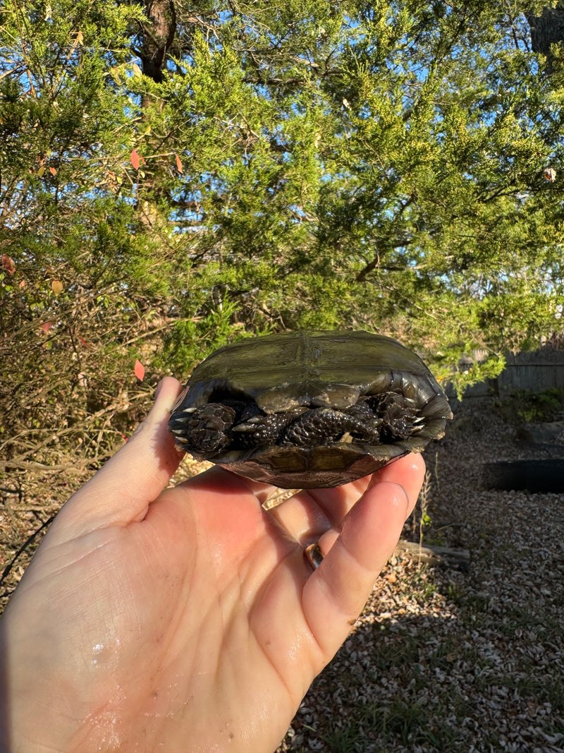 Burmese Brown Mountain Tortoise Female 3 ( Manouria emys emys)