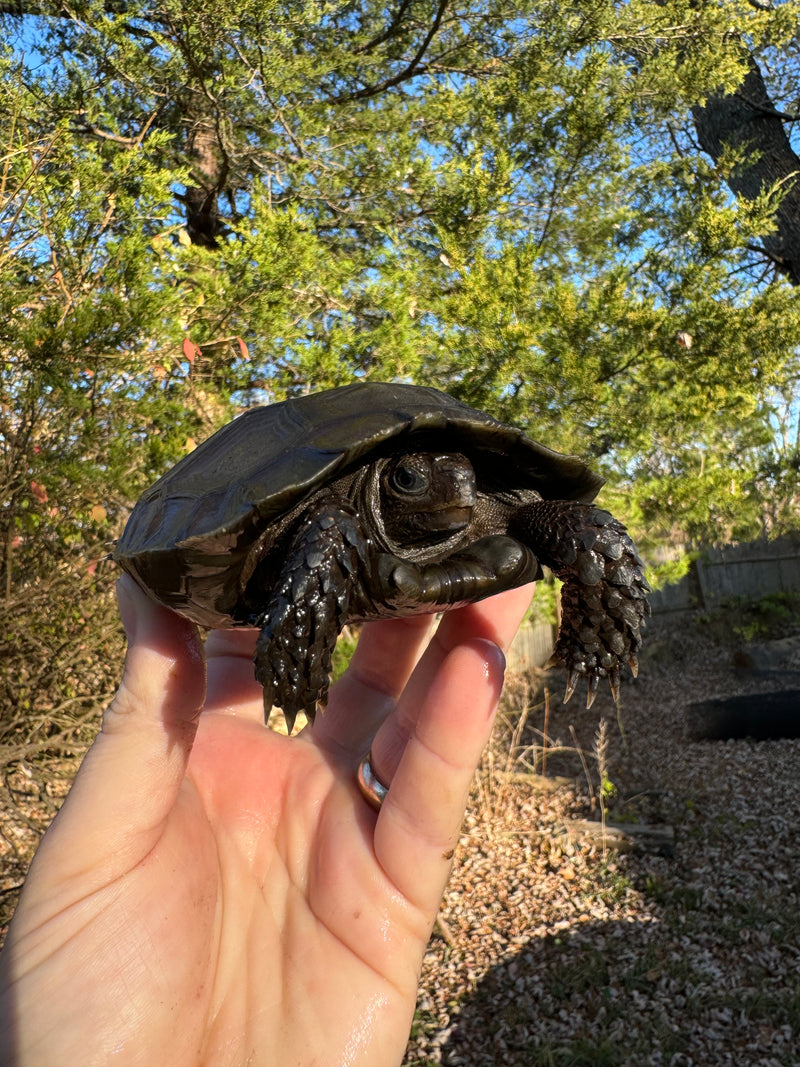 Burmese Brown Mountain Tortoise Female 3 ( Manouria emys emys)