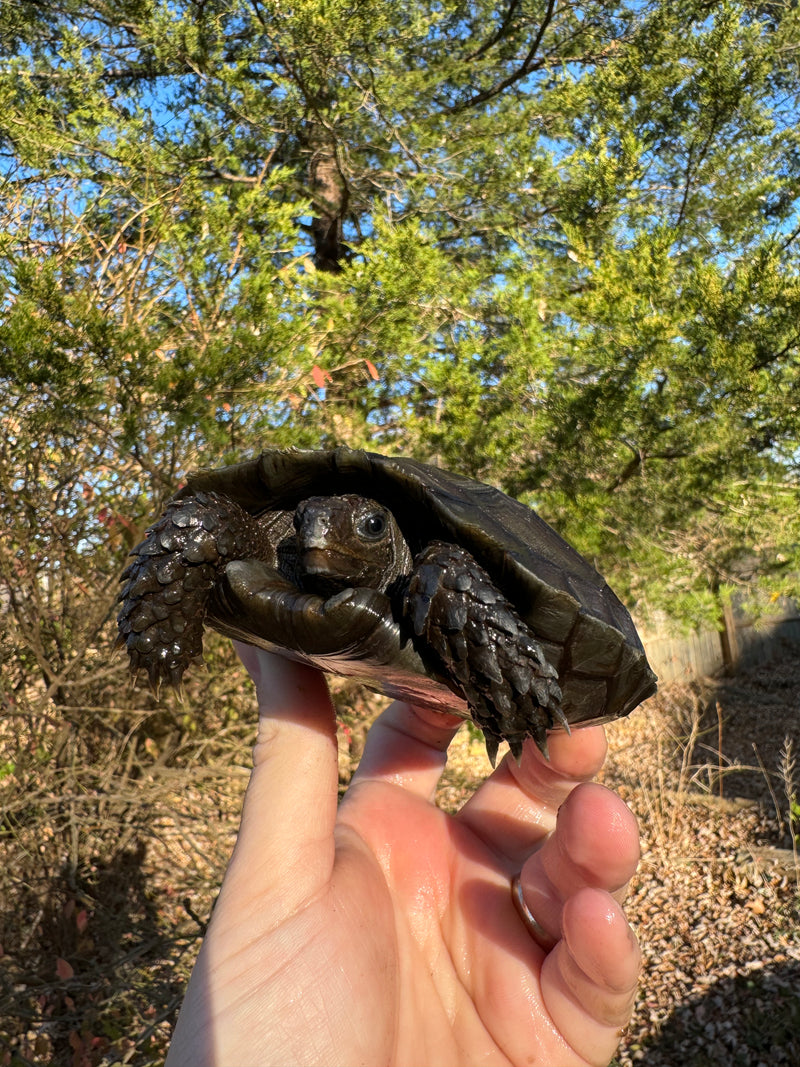 Burmese Brown Mountain Tortoise Female 3 ( Manouria emys emys)