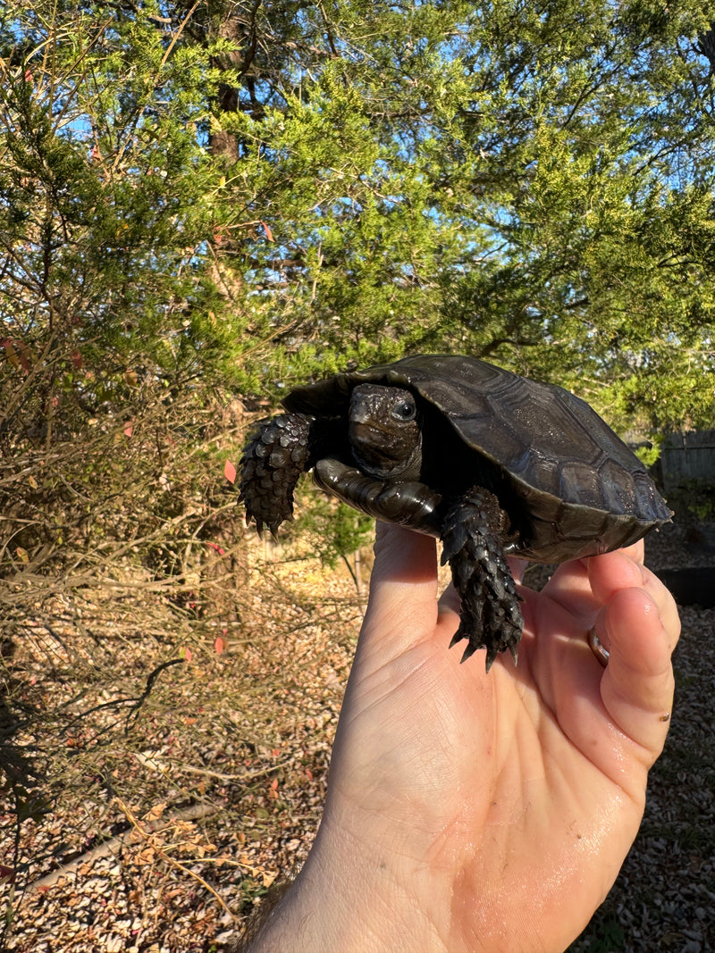 Burmese Brown Mountain Tortoise Female 3 ( Manouria emys emys)