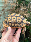 Jordanian Golden Greek Tortoise Male