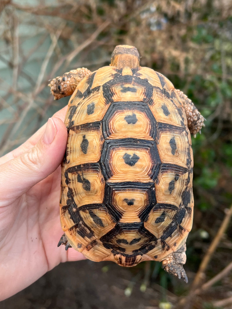 Jordanian Golden Greek Tortoise Male