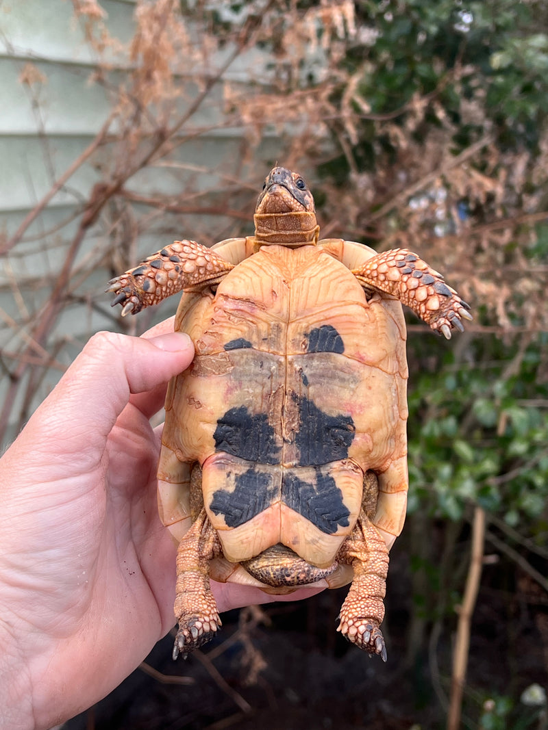 Jordanian Golden Greek Tortoise Male