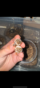 Stripe-necked Musk Turtle Adult Breeding Group 1.4  (Sternotherus peltifer)