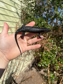 Black Emo Tree Skink (Emoia nigra)