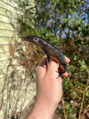 Black Emo Tree Skink (Emoia nigra)