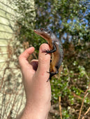 Black Emo Tree Skink (Emoia nigra)