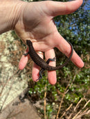 Black Emo Tree Skink (Emoia nigra)