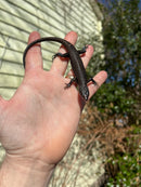 Black Emo Tree Skink (Emoia nigra)