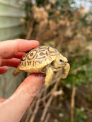 Leopard Tortoise 2024