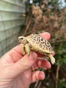 Leopard Tortoise 2024