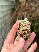 Leopard Tortoise 2024