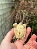 Leopard Tortoise 2024