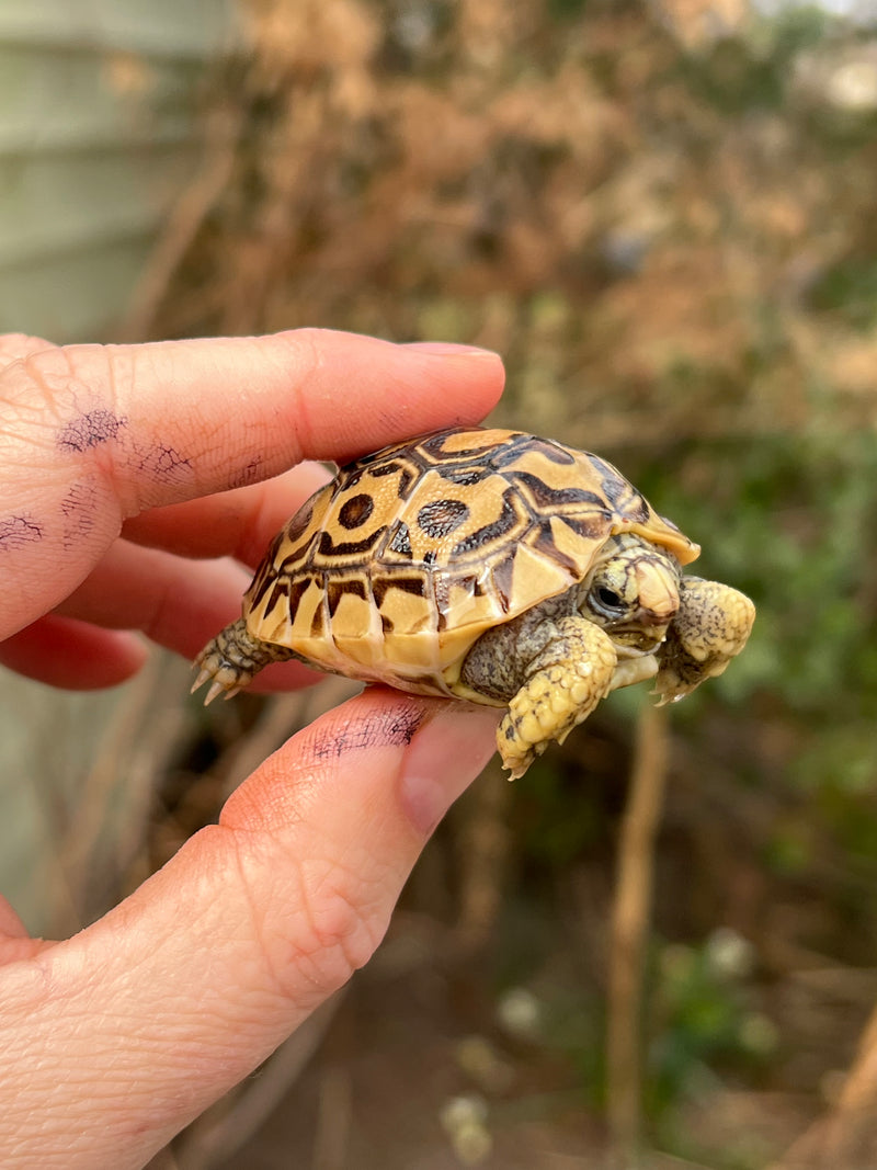 Leopard Tortoise 2024