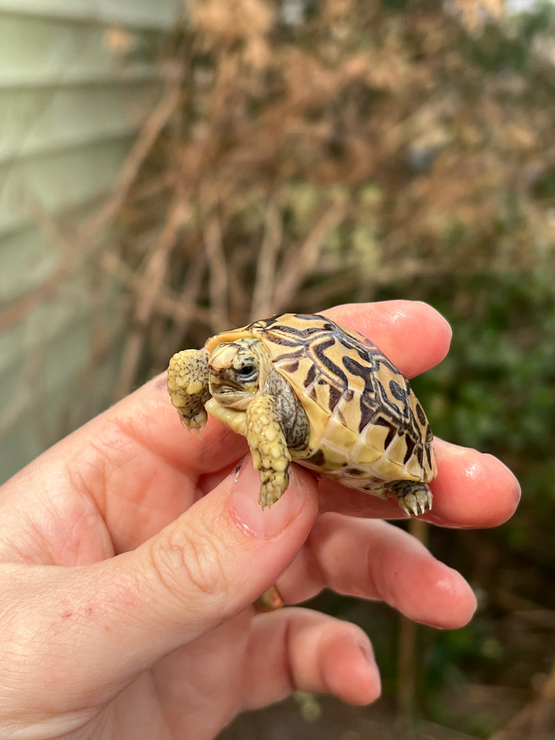 Leopard Tortoise 2024