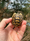 Leopard Tortoise 2024