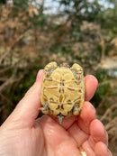 Leopard Tortoise 2024