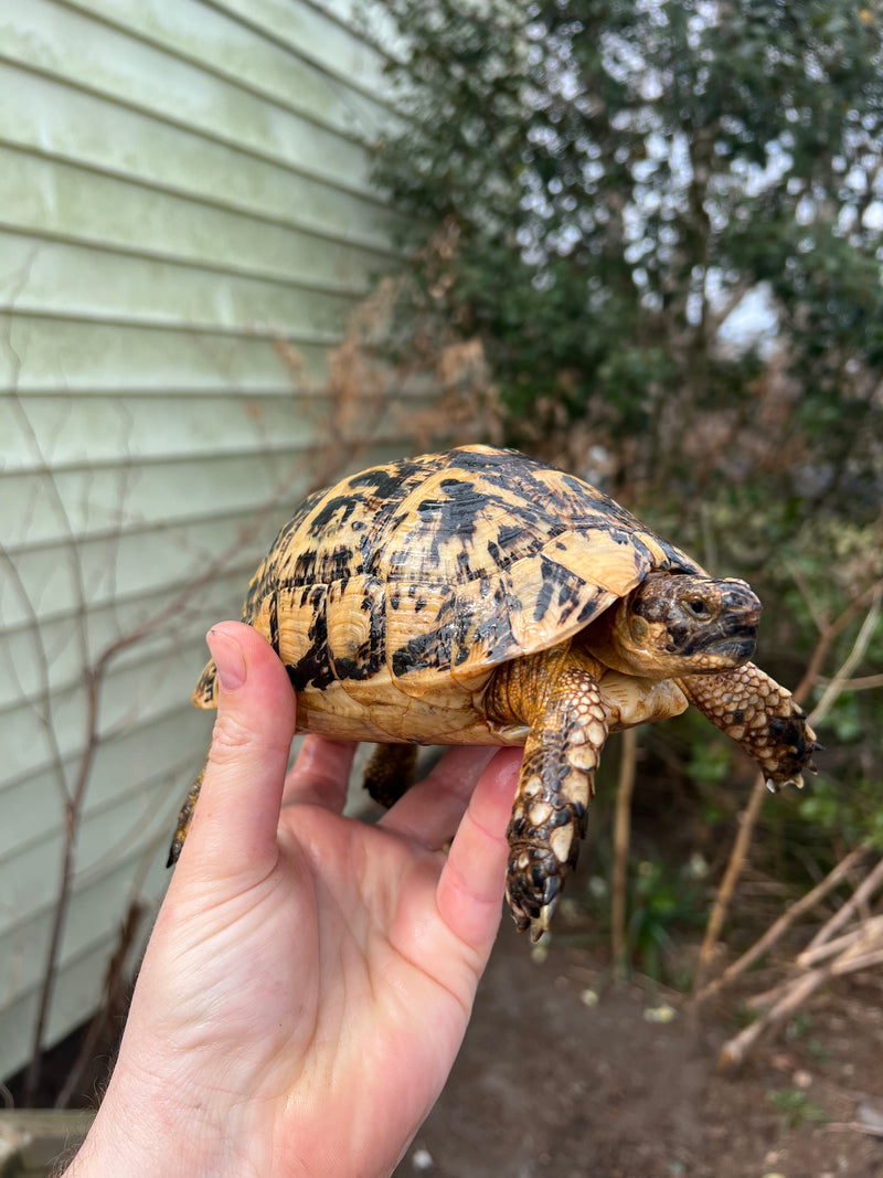 Libyan Greek Tortoise Adult Female