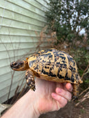 Libyan Greek Tortoise Adult Female
