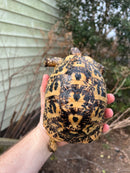 Libyan Greek Tortoise Adult Female
