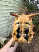 Libyan Greek Tortoise Adult Female