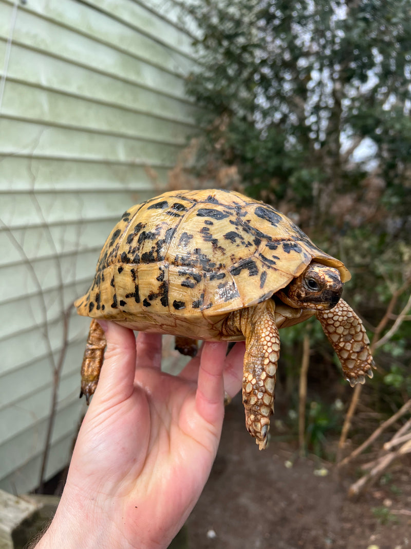 Libyan Greek Tortoise Adult Female