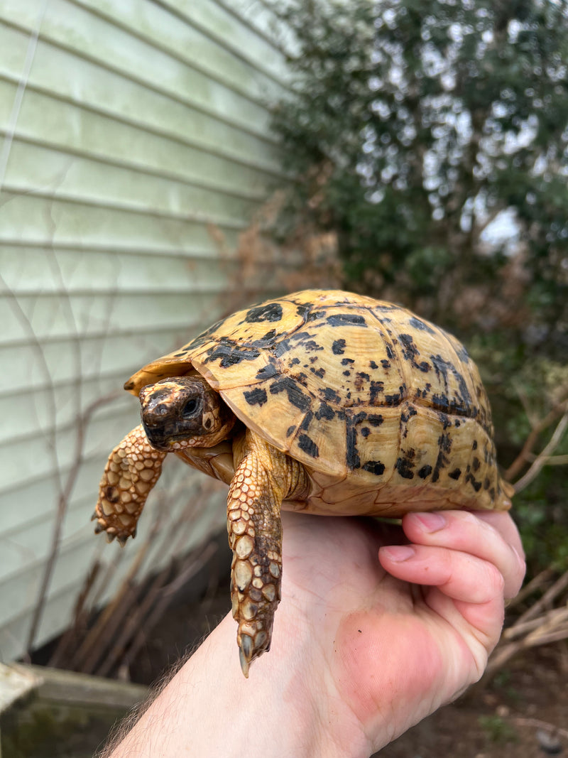 Libyan Greek Tortoise Adult Female