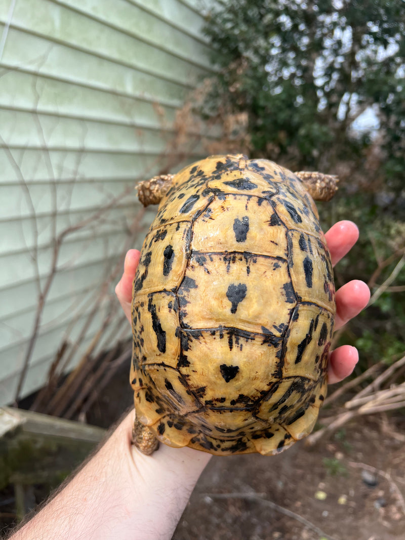 Libyan Greek Tortoise Adult Female