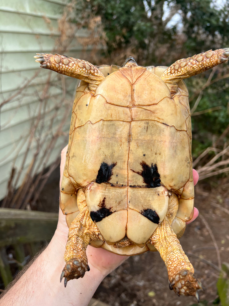 Libyan Greek Tortoise Adult Female