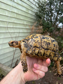 Libyan Greek Tortoise Adult Female