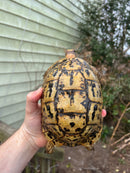 Libyan Greek Tortoise Adult Female