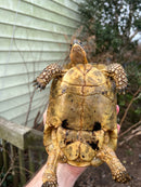 Libyan Greek Tortoise Adult Female