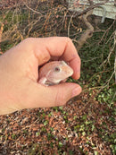 Blizzard Snow Chinese Bullfrogs (Hoplobatrachus rugulosus)