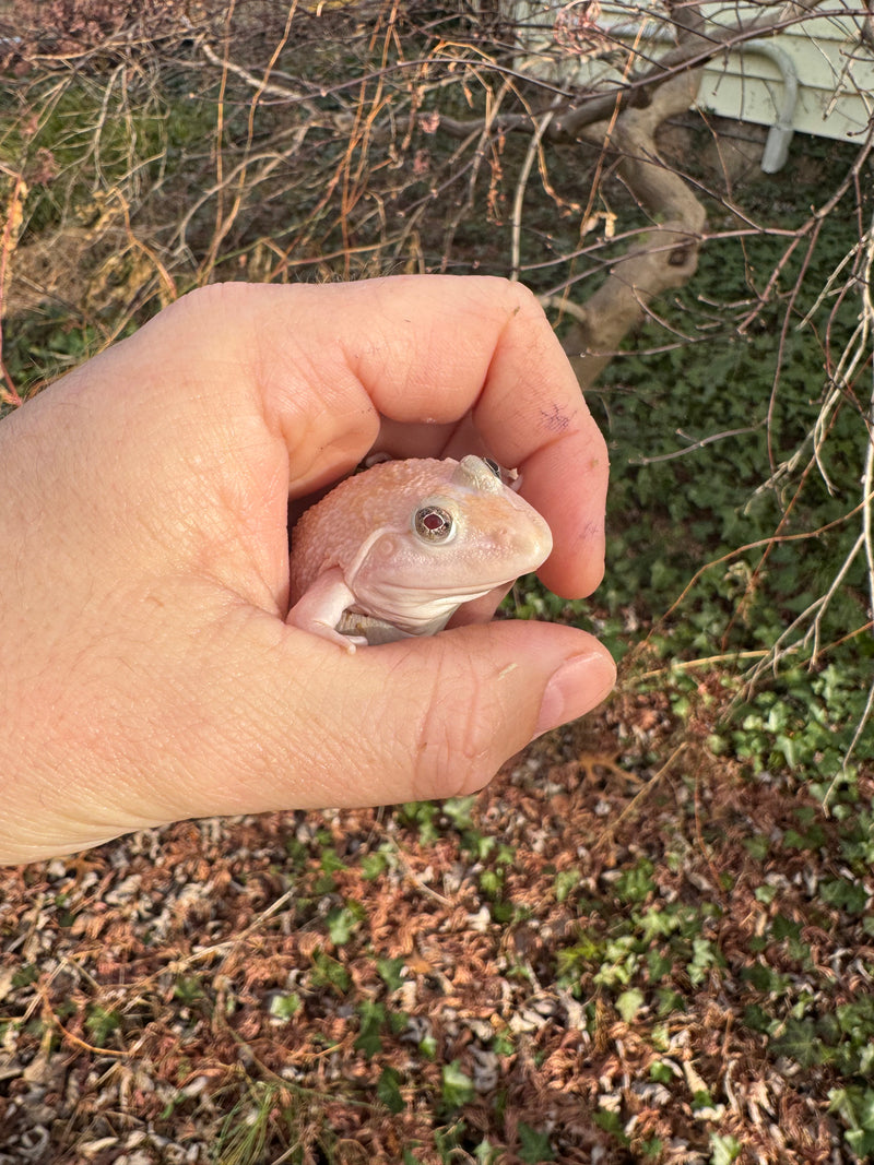 Blizzard Snow Chinese Bullfrogs For Sale | American Reptile Distributors