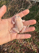 Blizzard Snow Chinese Bullfrogs (Hoplobatrachus rugulosus)