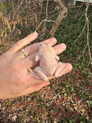 Blizzard Snow Chinese Bullfrogs (Hoplobatrachus rugulosus)