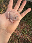 Blizzard Snow Chinese Bullfrogs (Hoplobatrachus rugulosus)