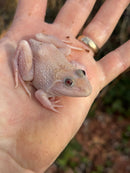 Blizzard Snow Chinese Bullfrogs (Hoplobatrachus rugulosus)