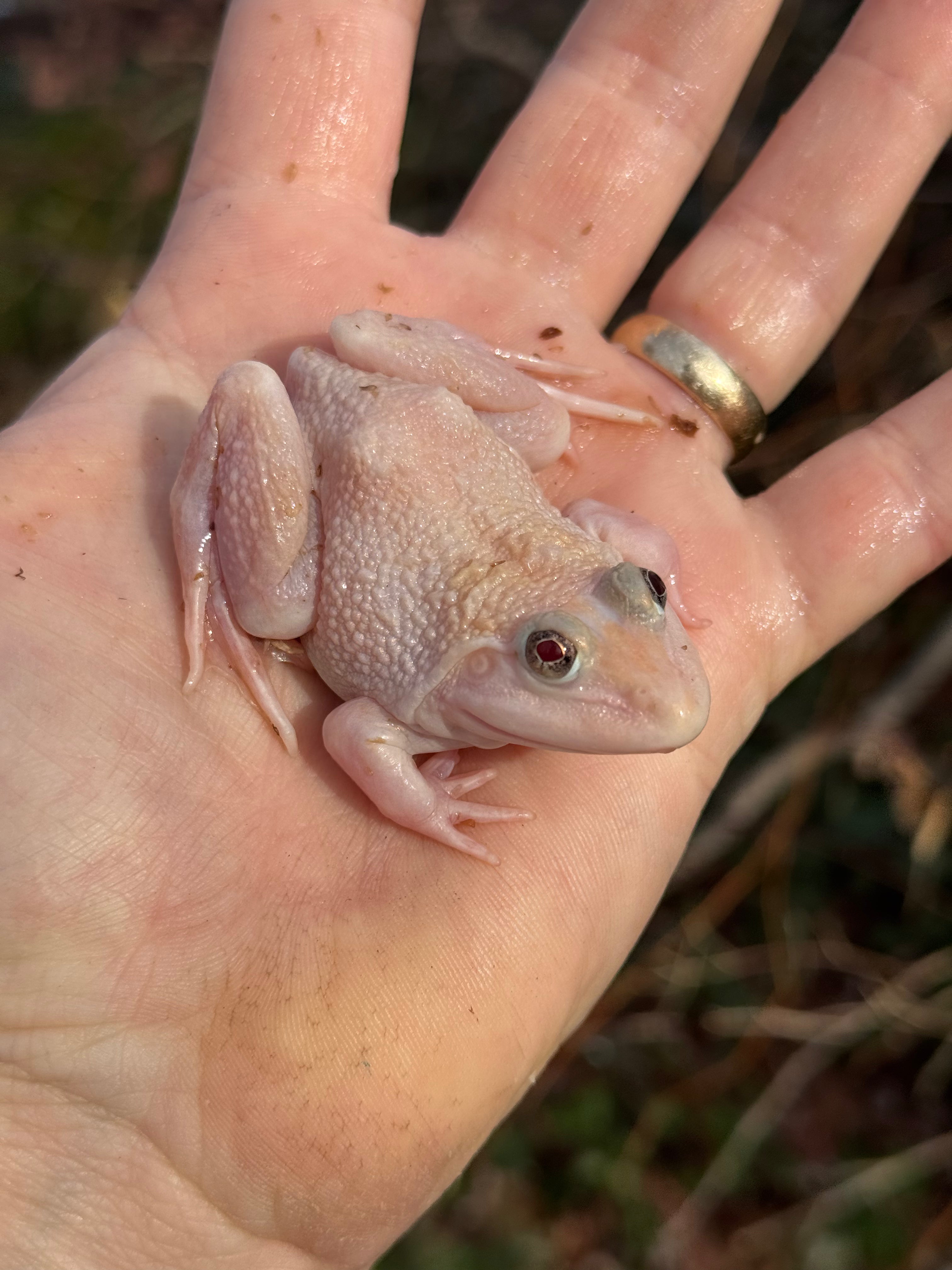 Blizzard Snow Chinese Bullfrogs For Sale | American Reptile Distributors