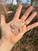 Blizzard Snow Chinese Bullfrogs (Hoplobatrachus rugulosus)