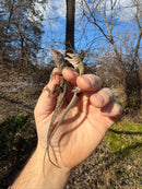 Brown Anole (Anolis sagrei)