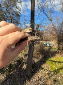 Brown Anole (Anolis sagrei)