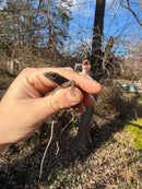 Brown Anole (Anolis sagrei)