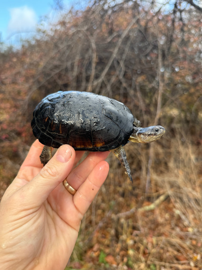 African Dwarf Mud Turtle Adult Female