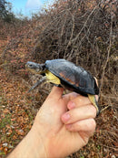 African Dwarf Mud Turtle Adult Female