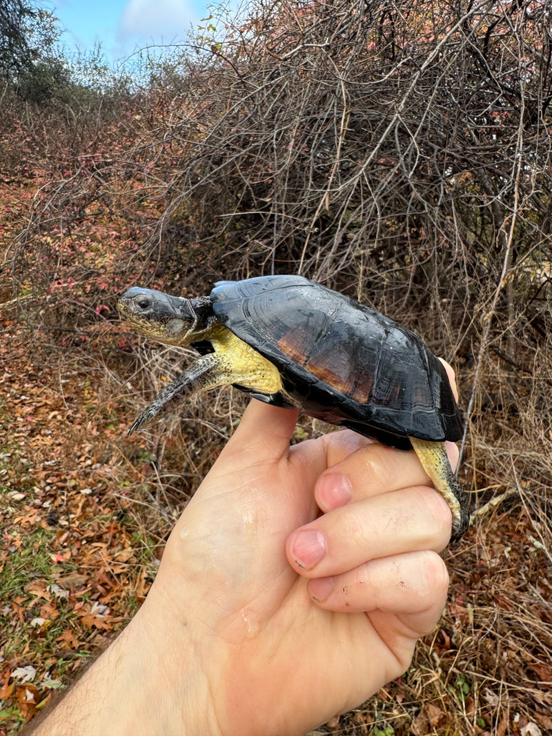 African Dwarf Mud Turtle Adult Female