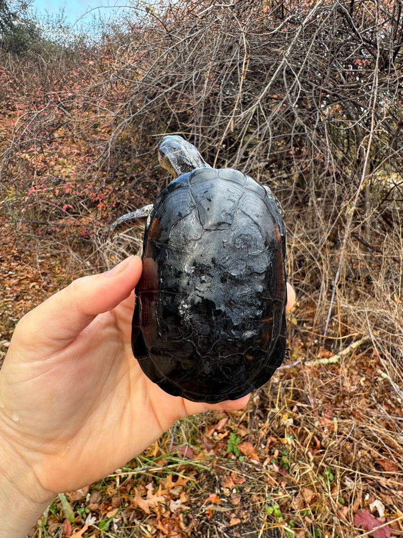 African Dwarf Mud Turtle Adult Female