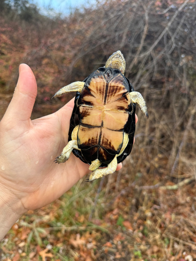 African Dwarf Mud Turtle Adult Female