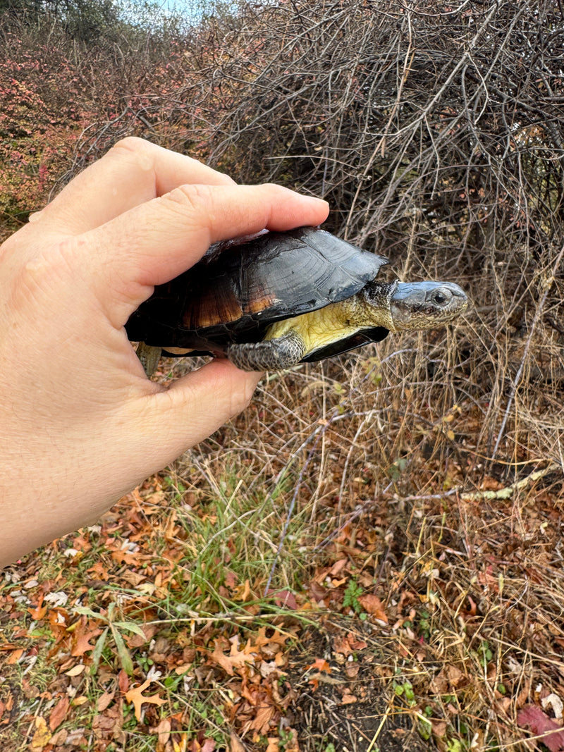 African Dwarf Mud Turtle Adult Female