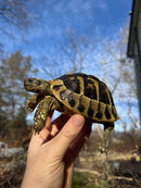 Eastern Hermann's Tortoise Adult Female
